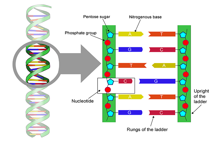 Annotated magnification of DNA showing its structure like rungs on a ladder